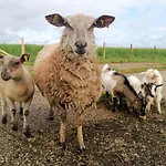 à La Campagne Les Ch'tis Normands Mortree