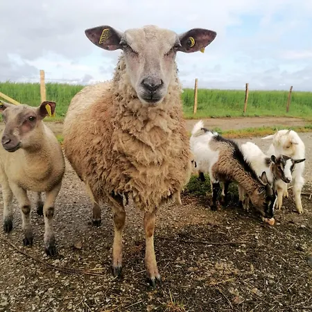 à La Campagne Les Ch'tis Normands Mortree
