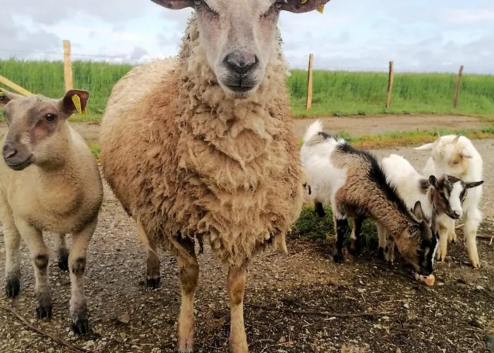 Les Ch'Tis Normands Gite A La Campagne Avec Terrain De Petanque Mortree
